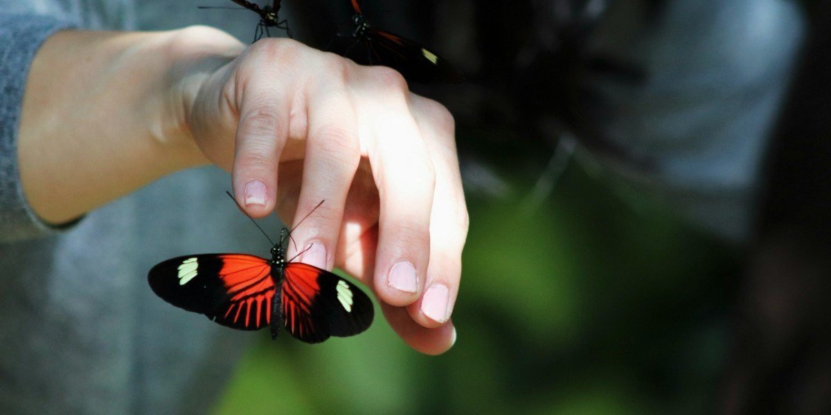 How Insect Decline Affects Food and Daily Life