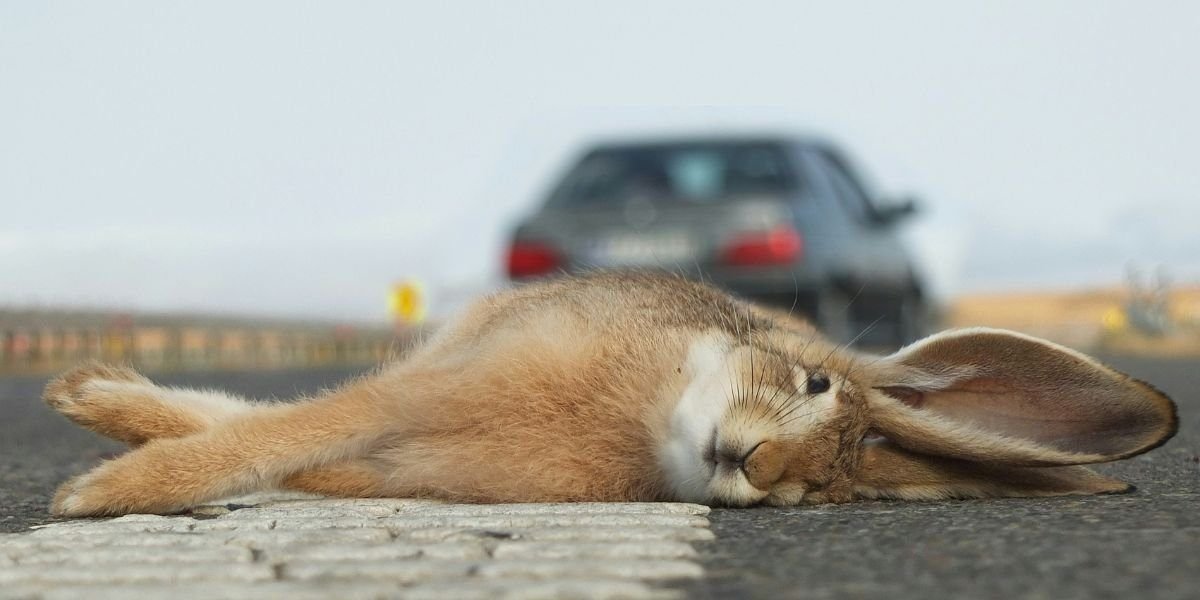 Why Wildlife Collisions Are Increasing in Colorado